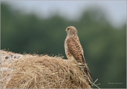 <p>POŠTOLKA OBECNÁ (Falco tinnunculus) /Common kestrel - Turmfalke/</p>